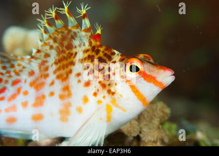 Zwerg Hawkfish - Cirrhitichthys Falco - Moalboal - Cebu - Philippinen Stockfoto