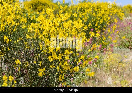 Spanische Ginster (Spartium junceum) Stockfoto