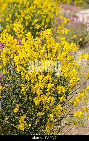 Spanische Ginster (Spartium junceum) Stockfoto