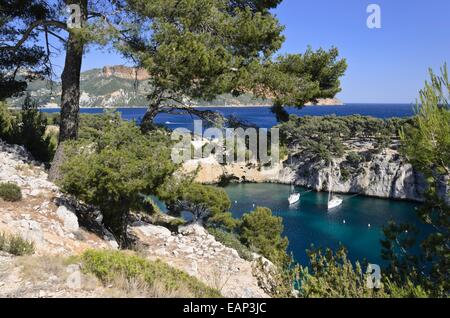 Aleppokiefern (Pinus halepensis) an der Calanque de port-miou, Calanques Nationalpark, Frankreich Stockfoto