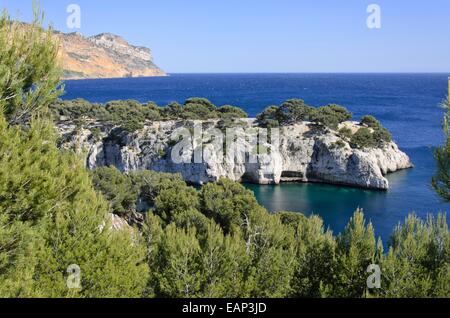 Aleppokiefern (Pinus halepensis) an der Calanque de port-miou, Calanques Nationalpark, Frankreich Stockfoto