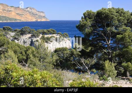 Aleppokiefern (Pinus halepensis) an der Calanque de port-miou, Calanques Nationalpark, Frankreich Stockfoto