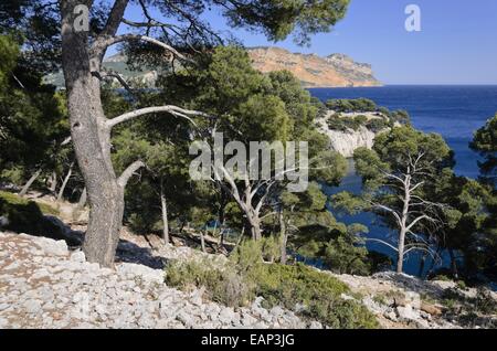 Aleppokiefern (Pinus halepensis) an der Calanque de port-miou, Calanques Nationalpark, Frankreich Stockfoto