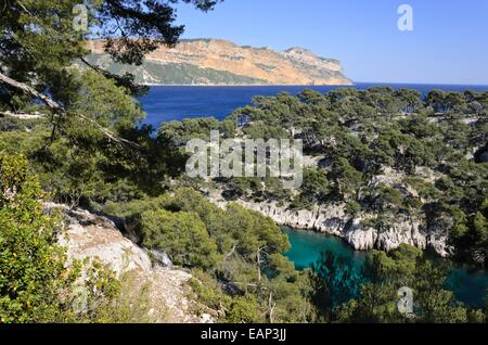 Aleppokiefern (Pinus halepensis) an der Calanque de Port-Pin, Calanques Nationalpark, Frankreich Stockfoto