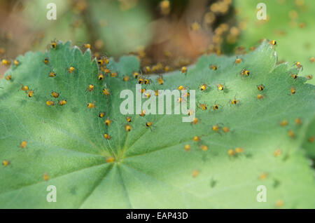 Die europäischen Gartenkreuzspinne Araneus Diadematus Jungspinnen neu entstanden, ausgesetzt auf Seide. Stockfoto