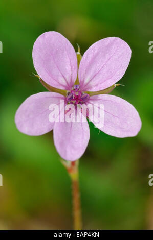 Gemeinsamen Stork es-Rechnung - Erodium Cicutarium Blume closeup Stockfoto