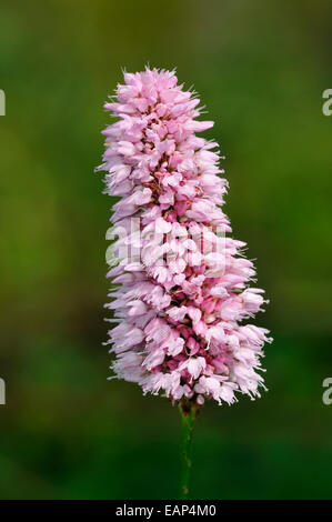 Gemeinsame Bistort - Persicaria Bistorta Nahaufnahme Blume Stockfoto