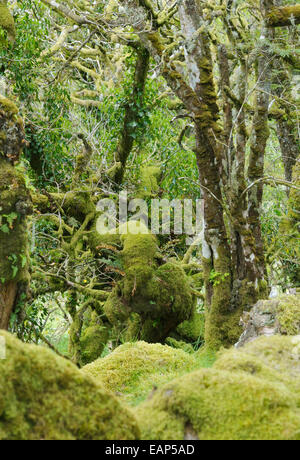 Moos bedeckt Granit Findlinge & Eichen mit epiphytischen Moosen, Flechten und Farne Wistman Holz, Dartmoor, Devon Stockfoto