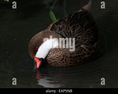 Nahaufnahme von einem weißen Wangen oder Bahama Pintail (Anas Bahamensis) schwimmen und Fütterung Stockfoto