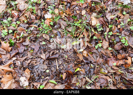 Nasse Herbst Blätter auf dem Boden nach Regen, England, Großbritannien Stockfoto