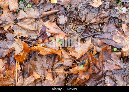 Nasse Blätter auf dem Boden, England, Großbritannien Stockfoto