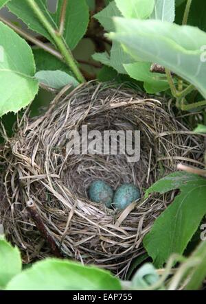 Detail der Amsel Eiern im Nest auf dem Baum Stockfoto