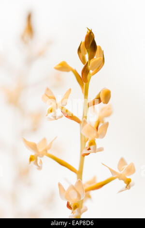 Makro Nahaufnahme von Juwel Orchidee (Ludisia verfärben) mit selektiven Fokus Stockfoto