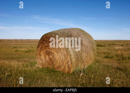 Heuballen in ländlichen Prärie Grünland offene Felder Bengough Saskatchewan Kanada gerollt Stockfoto