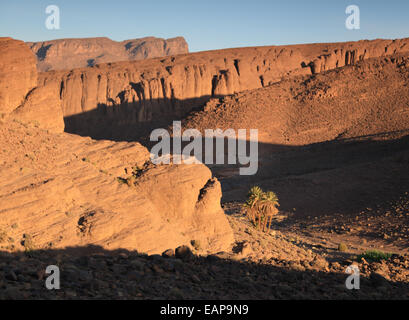 Dattelpalmen wachsen in einem abgelegenen Tal in der wüstenähnlichen Gegend des Gebirges Jebel Sahro in Marokko Stockfoto