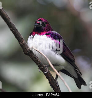 Violett-backed Starling (Cinnyricinclus Leucogaster) auf einem Ast. Stockfoto