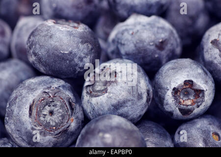 Makrofoto des großen, feuchte, frische Heidelbeeren Stockfoto