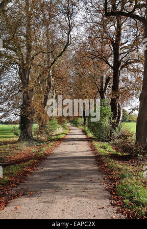 Herbst-Szene entlang einer ruhigen Seitenstraße im ländlichen England zwischen eine Allee von Bäumen Rosskastanie Stockfoto