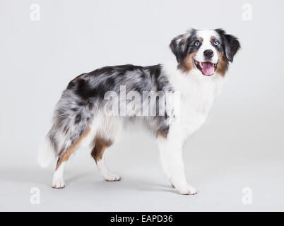 Australischer Schäferhund mit der Farbe blue Merle vor weißem Hintergrund Stockfoto