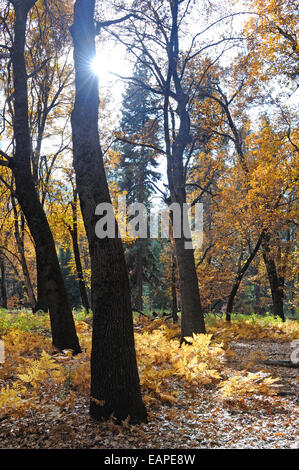 Sonne lugt um einen Baumstamm, Beleuchtung der Blätter und Farn Bodendecker im Yosemite Valley National Park. Stockfoto