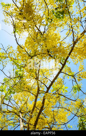 Schöne gelbe Blüten auf Baum Purging Cassia oder Ratchaphruek (Cassis Fistel) National Blume in Thailand mit hellen ye Stockfoto