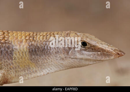 Sandfish / Scincus Scincus Stockfoto