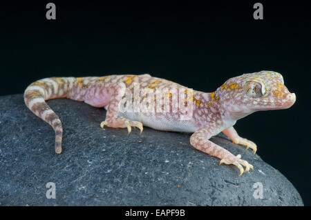 Sand Gecko / Stenodactylus Sthenodactylus Stockfoto