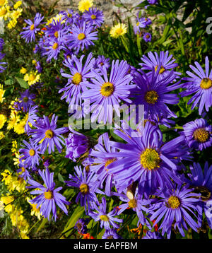 Leuchtend bunte Blüten im Spätsommer in den Grenzen im Haddon Hall Garden in der Nähe von Bakewell in Derbyshire Peak District Großbritannien Stockfoto