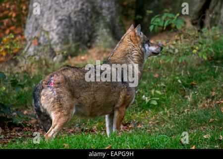 Unterstellten Europäischen graue Wolf (Canis Lupus) Woundad über Heck nach Kampf mit dominanten alpha-Männchen abgesenkt Stockfoto