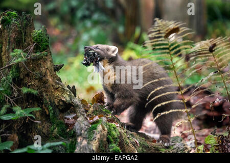 Europäischen Baummarder (Martes Martes) mit Gefangenen Singvogel Beute im Mund im Wald Stockfoto