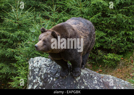 Europäischer Braunbär (Ursus Arctos Arctos) auf Felsen im Pinienwald Stockfoto