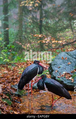 Zwei Schwarzstörche (Ciconia Nigra) auf Nahrungssuche im Teich im Wald Stockfoto