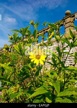 Pflanzen wachsen in den Grenzen des terrassenförmig angelegten Garten in Haddon Hall in der Peak District Nationalpark Derbyshire Dales England Stockfoto