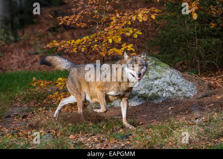 Europäische graue Wolf (Canis Lupus) im herbstlichen Wald laufen Stockfoto