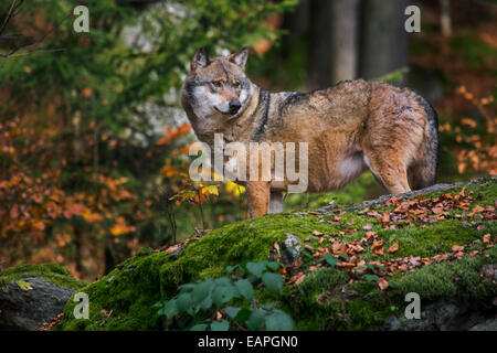 Europäischer Grauwolf (Canis Lupus), die auf der Suche nach Beute aus Fels im herbstlichen Wald Stockfoto