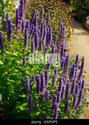 Leuchtend bunte Blüten im Spätsommer in den Grenzen im Haddon Hall Garden in der Nähe von Bakewell in Derbyshire Peak District Großbritannien Stockfoto