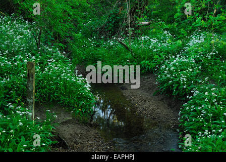 Bärlauch oder Bärlauch bei Powerstock gemeinsame Dorset UK Stockfoto