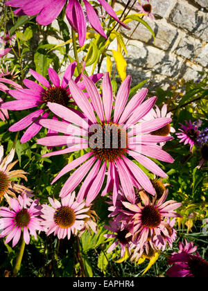 Leuchtend bunte Blüten im Spätsommer in den Grenzen im Haddon Hall Garden in der Nähe von Bakewell in Derbyshire Peak District Großbritannien Stockfoto