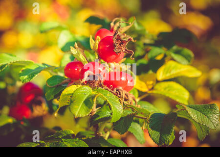 Rugosa Hagebutten im Herbst Sonne Stockfoto