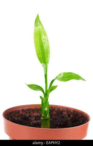 Grüne Pflanze mit Blättern, isoliert auf weiss Stockfoto