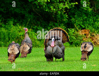 Eine Gruppe von wilde Truthähne stolzieren im Frühjahr Paarungszeit. Stockfoto