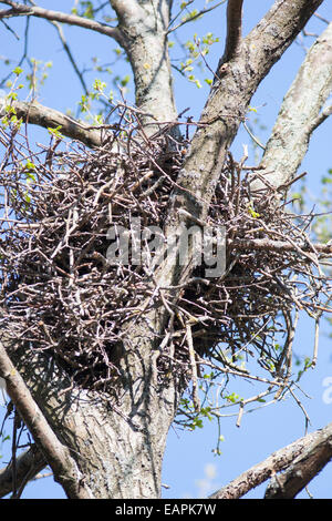 Nest von Corvus Corax, gemeinsame Raven in der Natur Stockfoto