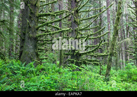 Sitka Fichte Wald, Flechten (MOSS) Zweigen bedeckt. Stockfoto