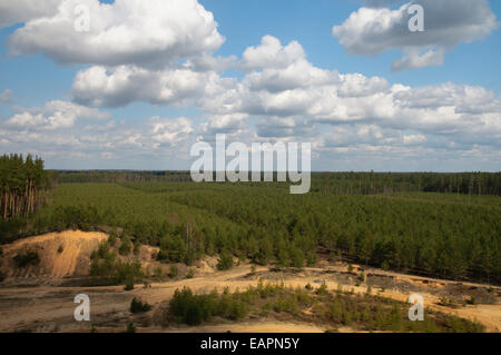 Wald Plantagen und die Entnahme von Sand im Nordosten Lettlands Stockfoto