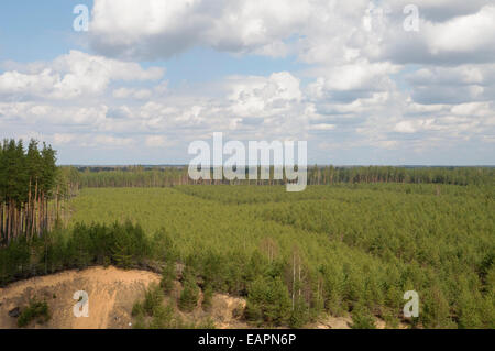 Wald-Plantagen im Nordosten Lettlands Stockfoto