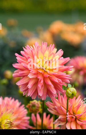 Dahlie 'Sunset'.  Semi-Kaktus-Art Dahlia. Stockfoto