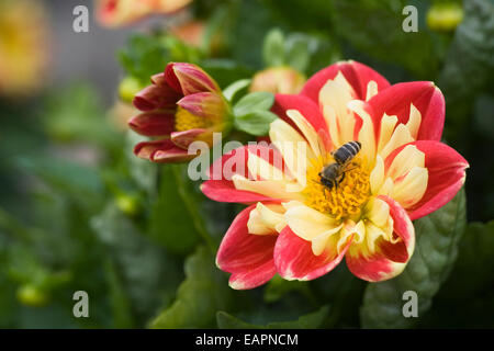 Honig Biene auf Dahlia's tarsister Rot-gelb'. Stockfoto