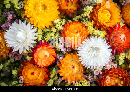 Helipterum - ewige Blume, Immortelle, Rhodanthe Strawflower im Bouquet auf französischen Markt, Frankreich Stockfoto