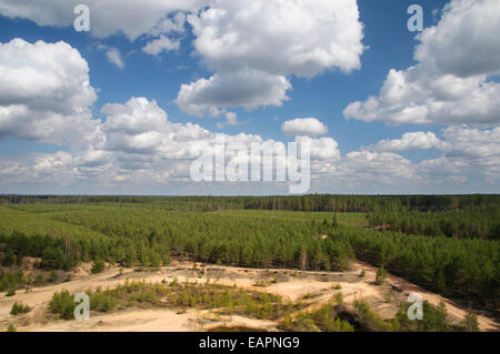 Wald-Plantagen im Nordosten Lettlands Stockfoto