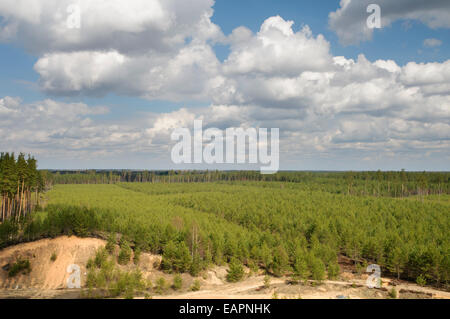 Wald-Plantagen im Nordosten Lettlands Stockfoto